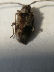 Exocentrus punctipennis