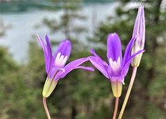 Brodiaea rosea rosea