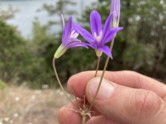 Brodiaea rosea rosea