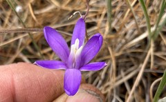 Brodiaea rosea rosea