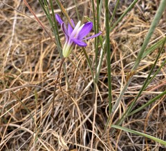 Brodiaea rosea rosea