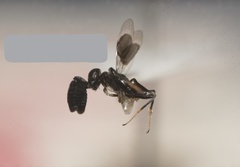 Cryptanusia