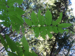 Fraxinus nigra image