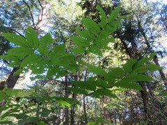 Fraxinus nigra image