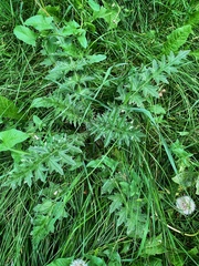 Carduus acanthoides