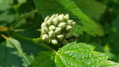 Physocarpus capitatus
