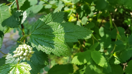 Physocarpus capitatus