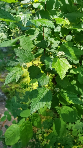 Physocarpus capitatus