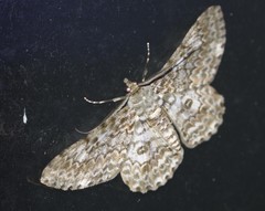 Cleora sabulata