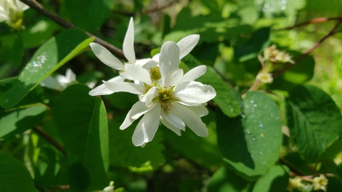 Canadian serviceberry (Amelanchier canadensis)