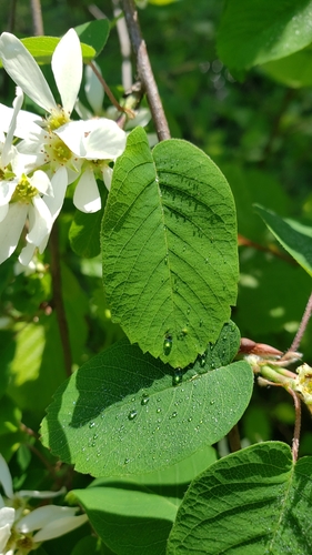 Amelanchier alnifolia