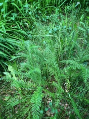 Achillea millefolium