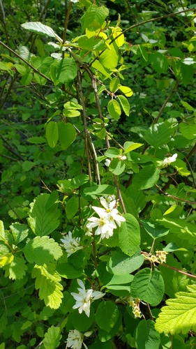 Amelanchier alnifolia