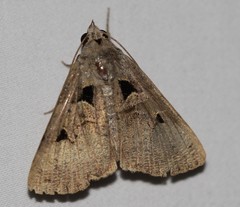 Avatha discolor
