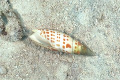 Mitra mitra
