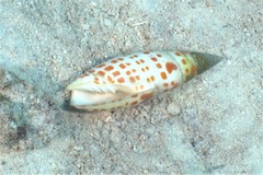Mitra mitra