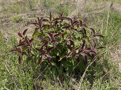 Triosteum perfoliatum