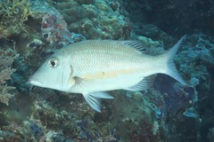 Lethrinus obsoletus