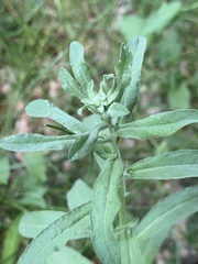 Berteroa incana