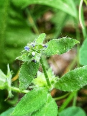 Asperugo procumbens