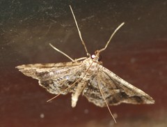 Merodictya marmorata