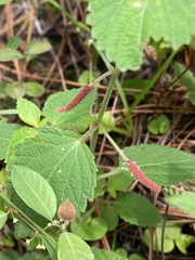 Acalypha adenostachya