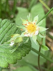Fragaria viridis