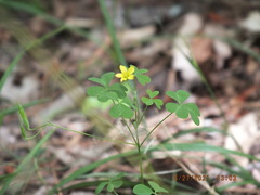 Oxalis florida