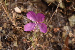 Clarkia bottae