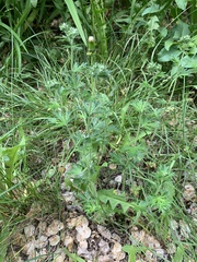 Potentilla argentea