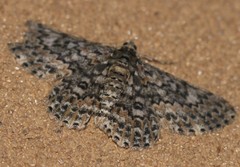 Cleora sabulata