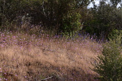 Clarkia bottae