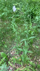 Silene latifolia