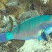 Steephead Parrotfish - Photo (c) Jens Sommer-Knudsen, some rights reserved (CC BY-NC), uploaded by Jens Sommer-Knudsen