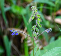 Salvia scutellarioides