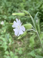 Silene latifolia