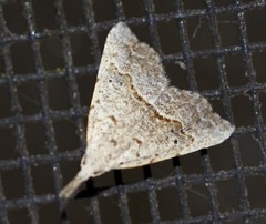 Trigonistis asthenopa