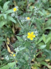 Potentilla argentea