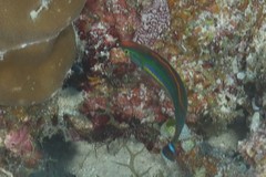 Pseudojuloides splendens