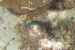 Pseudojuloides splendens