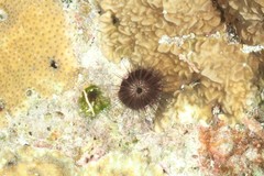 Echinostrephus