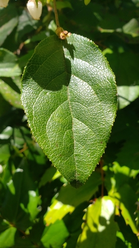 Gaultheria shallon
