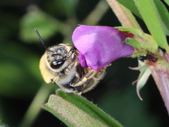 Eucera nigrescens