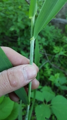 Elymus wiegandii