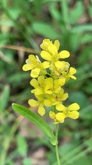 Sisymbrium volgense