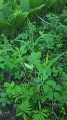 Elymus wiegandii