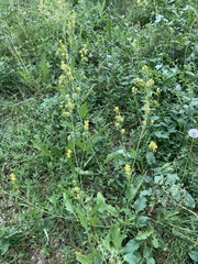 Sisymbrium volgense