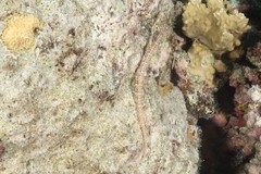 Corythoichthys ocellatus