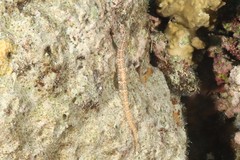 Corythoichthys ocellatus