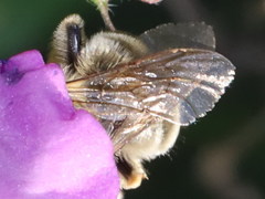 Eucera nigrescens